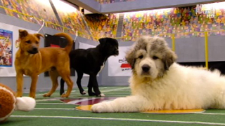 Your Obligatory, Adorable <em>Puppy Bowl VII</em> Highlights